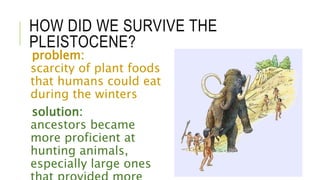 HOW DID WE SURVIVE THE
PLEISTOCENE?
problem:
scarcity of plant foods
that humans could eat
during the winters
solution:
ancestors became
more proficient at
hunting animals,
especially large ones
 