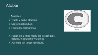 Alobar
Ausentes:
 Tracto y bulbo olfatorio
 Septum pellucidum
 Fisura interhemisférica
 Fusión en la línea media de los ganglios
basales, hipotálamo y tálamos
 Ausencia del tercer ventrículo.
 