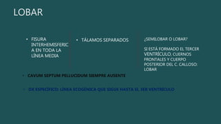 LOBAR
• FISURA
INTERHEMISFERIC
A EN TODA LA
LÍNEA MEDIA
• TÁLAMOS SEPARADOS
• CAVUM SEPTUM PELLUCIDUM SIEMPRE AUSENTE
¿SEMILOBAR O LOBAR?
SI ESTÁ FORMADO EL TERCER
VENTRÍCULO, CUERNOS
FRONTALES Y CUERPO
POSTERIOR DEL C. CALLOSO:
LOBAR
• DX ESPECÍFICO: LÍNEA ECOGÉNICA QUE SIGUE HASTA EL 3ER VENTRÍCULO
 