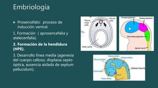 Embriología
 Prosencéfalo: proceso de
inducción ventral.
1. Formación ( aprosencefalia y
atelecenfalia).
2. Formación de la hendidura
(HPE).
3. Desarrollo línea media (agenesia
del cuerpo calloso, displasia septo
óptica, ausencia aislada de septum
pellucidum).
 