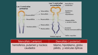 Telencéfalo ( anterior) Diencéfalo ( posterior)
hemisferios, putamen y núcleos
caudados
tálamo, hipotálamo, globo
pálido, y vesículas ópticas
 