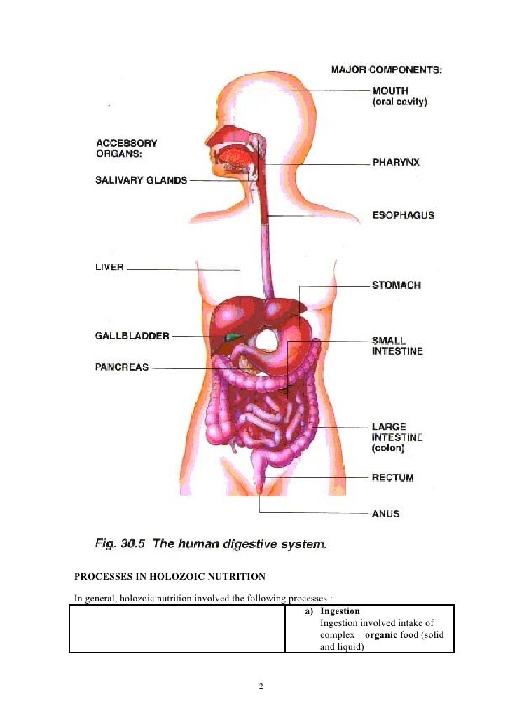 Holozoic nutrition enzymatic diagram 