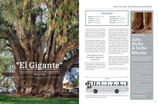 14 15
Baum von Tule - Der dickste Stamm der Welt
Der Baum von Tule steht in Santa Maria de
Tule im Staat Oaxaca (Mexiko) und wird
aufgrund seiner enormen Erscheinung "El
Gigante" genannt. Er ist eines der größten
Lebewesen der Erde, in dessen Schatten
500 Menschen Abkühlung finden können.
Nach den offiziellen Angaben der mexika-
nischen SEDUE (Secretaría de Desarrollo
Urbano y Ecológico) hat der „Árbol del Tule“
bei einer Höhe von 41,85 m ein Gewicht
von ca. 635 Tonnen - mehr als doppelt so
viel wie ein Airbus A 380. An der breitesten
Stelle misst sein Umfang 58 Meter. Um
diesen gigantischen Stamm zu umfassen,
braucht es mehr als 30 Personen, die sich
an die Hände fassen. DNA-Analysen haben
eindeutig gezeigt, dass es sich um einen
einzigen Baum handelt, und nicht etwa um
ein ganzes Bündel.
Der Árbol del Tule (Baum von Tule), ist eine etwa 2000 Jahre alte Mexikanische
Sumpfzypresse. Mit einem Stammdurchmesser von 14,05 Metern ist er der
dickste Baum der Welt.
Einer lokalen Zapoteken-Legende nach wurde
der Baum vor ca. 2000 Jahren von Pecho-
cha, einem Priester des aztekischen Gottes
Ehecatl, gepflanzt. Seine Position auf einer
heiligen Stätte (später durch die Römisch-
Katholische Kirche übernommen) ist ein
Hinweis auf die Richtigkeit der Legende.
Der Baum hat auch den Spitznamen „Baum
des Lebens“ bekommen, dies wegen der
durch die unterschiedlichen Holzformatio-
nen (angeblich) sichtbaren Tiere an seinem
knorrigen Stamm. Kinder bieten an, den
Baum zu erklären und zeigen mit kleinen
Taschenspiegeln, welche Figuren man in
der Rinde erkennen kann - den Elefanten,
den Löwenkopf und vieles mehr.
Heute wird der überdimensionale Baum
künstlich bewässert, treibt aber trotz seines
Alters jedes Jahr erneut Blüten. Einmal im
Jahr, im Oktober, steht der dickste Baum der
Welt im Mittelpunkt von Feierlichkeiten, der
"Feria del Árbol", dem "Baumfest".
Quelle: wikipedia.org, mexicomaxico.org,
mesoamerica.de, monumentaltrees.com
"El Gigante"
14,05 Meter 12 Meter
Alte,
dicke
& hohe
Bäume
Während unserer Suche nach den dicks-
ten Bäumen der Erde stießen wir auf die
Website www.monumentaltrees.com
Dieses Netzwerk ist eine Vereinigung von
Natur- und Baumliebhabern. Die Idee zu dieser
Seite hatte Tim B. im Jahr 2003. Mittlerweile
teilen mehr als 2.000 Menschen weltweit
ihre Baum-Entdeckungen. Bis dato sind über
19.297 Bäume und 30.734 Messungen ver-
zeichnet. Über 38.188 Fotos begeistern die
Nutzer der Website.
Mit den Worten: „Jeder der Interesse an
Bäumen oder Fotographie hat, kann eigene
Bilder hochladen oder Beiträge posten.",
werden die Nutzer eingeladen ihre Funde
bekannt zu geben.
Nicht jeder Baum muss besonders alt oder
hoch sein: „Jeder Baum, den Sie interessant
finden, ist eine gute Ergänzung. Dies könnte
z.B. sein, wenn er sich von den umgebenden
Bäumen abhebt, eine spezifische Geschichte
hat oder regional bemerkenswert ist."
www.monumentaltrees.com
Stand: 28.04.2015/17:00 Uhr
Mammutbäume in Mariposa Grove
Yosemite National Park, Kalifornien
Der El Gigante ist eines
der größten Lebenwesen
unserer Erde.
Ein durchschnittlicher Reise- oder Linienbus misst ca. 12 Meter in der Länge und passt somit
locker ein Mal in den Stamm des "El Gigante".
Name: Ahuehuete o Sabino
Familie: Taxodiacea
Gattung: Taxodium
Alter: > 2,000 Jahre
Umfang: 58 Meter
Durchmesser: 14,05 Meter
Volumen: rund 817 m3
Gewicht: rund 636 Tonnen
Árbol del Tule
 