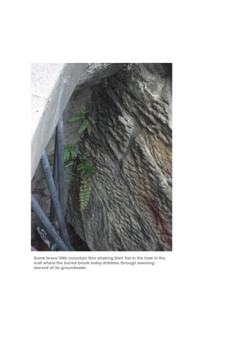 Some brave little mountain fern shaking their fist in the hole in the
mall where the buried brook today dribbles through seeming
starved of its groundwater
 