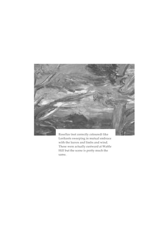 Rosellas (not correctly coloured) like
Lorikeets sweeping in mutual embrace
with the leaves and limbs and wind.
These were actually eastward at Wattle
Hill but the scene is pretty much the
same.
 