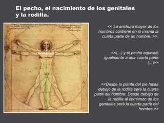 << La anchura mayor de los
hombros contiene en sí misma la
cuarta parte de un hombre. >>.
<<(...) y el pecho equivale
igualmente a una cuarta parte
(...)>>
<<Desde la planta del pie hasta
debajo de la rodilla será la cuarta
parte del hombre. Desde debajo de
la rodilla al comienzo de los
genitales será la cuarta parte del
hombre.>>
El pecho, el nacimiento de los genitales
y la rodilla.
 