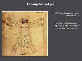 <<El pie es la séptima parte
del hombre>>
<<Si nos referimos al pie,
equivale a una sexta parte
de la altura del cuerpo>>
La longitud del pie.
 