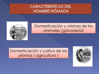 Domesticación y crianza de los
               animales (ganadería)




Domesticación y cultivo de las
   plantas ( agricultura )
 