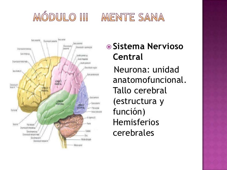 Que influye sobre la potencia la comida