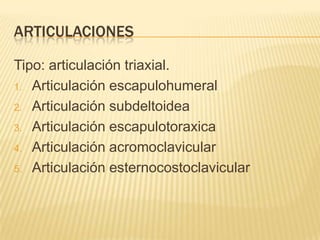 articulacionesTipo: articulación triaxial.Articulación escapulohumeralArticulación subdeltoideaArticulación escapulotoraxicaArticulación acromoclavicularArticulación esternocostoclavicular