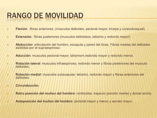 Rango de movilidadFlexión:  fibras anteriores. (músculos deltoides, pectoral mayor, bíceps y coracobraquial).Extensión:  fibras posteriores (musculos deltoideos, latisimo y redondo mayor)Abducción: articulación del hombro, escapula y pared del tórax. Fibras medias del deltoides asistidas por el supraespinoso.Aducción: musculos pectoral mayor, latísimom,redondo mayor y redondo menor.Rotación lateral: musculos infraespinoso, redondo menor y fibras posteriores del musculo deltoideo.Rotación medial: musculos subscapular, latísimo, redondo mayor y fibras anteriores del deltoideo.CircunducciónRetro posición del muñon del hombro: romboides, trapecio (porción media) y dorsal ancho.Anteposición del muñon del hombro: pectoral mayor y menor y serrato mayor.