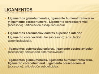 Ligamentos Ligamentos glenohumerales, ligamento humeral transverso y ligamento coracohumeral. Ligamento coracoacromial(accesorio) : articulación escapulohumeral.Ligamentos acromioclaviculares superior e inferior. Ligamento coracoclavicular(accesorio): articulación acromioclavicular. ligamentos esternoclaviculares. ligamento costoclavicular (accesorio): articulación esternoclavicular. ligamentos glenoumerales, ligamento humeral transverso, ligamento coracohumeral. Ligamento coracoacromial (accesorio): articulación subdeltoidea.