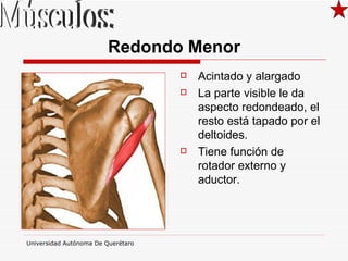 Redondo Menor Acintado y alargado  La parte visible le da aspecto redondeado, el resto está tapado por el deltoides.  Tiene función de rotador externo y aductor.  Músculos: 