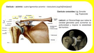 Patologias de hombro | PDF