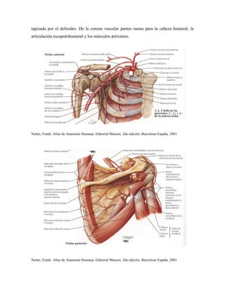 tapizada por el deltoides. De la corona vascular parten ramas para la cabeza humeral, la
articulación escapulohumeral y los músculos próximos.
Netter, Frank: Atlas de Anatomía Humana. Editorial Masson. 2da edición. Barcelona España. 2001
Netter, Frank: Atlas de Anatomía Humana. Editorial Masson. 2da edición. Barcelona España. 2001
 