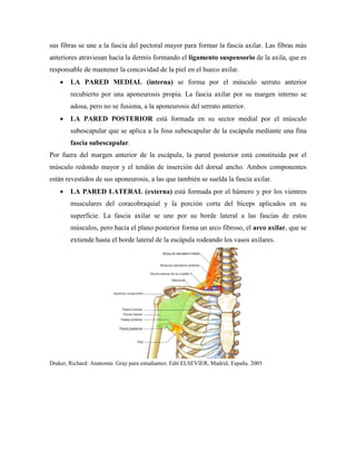 sus fibras se une a la fascia del pectoral mayor para formar la fascia axilar. Las fibras más
anteriores atraviesan hacia la dermis formando el ligamento suspensorio de la axila, que es
responsable de mantener la concavidad de la piel en el hueco axilar.
 LA PARED MEDIAL (interna) se forma por el músculo serrato anterior
recubierto por una aponeurosis propia. La fascia axilar por su margen interno se
adosa, pero no se fusiona, a la aponeurosis del serrato anterior.
 LA PARED POSTERIOR está formada en su sector medial por el músculo
subescapular que se aplica a la fosa subescapular de la escápula mediante una fina
fascia subescapular.
Por fuera del margen anterior de la escápula, la pared posterior está constituida por el
músculo redondo mayor y el tendón de inserción del dorsal ancho. Ambos componentes
están revestidos de sus aponeurosis, a las que también se suelda la fascia axilar.
 LA PARED LATERAL (externa) está formada por el húmero y por los vientres
musculares del coracobraquial y la porción corta del bíceps aplicados en su
superficie. La fascia axilar se une por su borde lateral a las fascias de estos
músculos, pero hacia el plano posterior forma un arco fibroso, el arco axilar, que se
extiende hasta el borde lateral de la escápula rodeando los vasos axilares.
Draker, Richard: Anatomía Gray para estudiantes. Edit ELSEVIER, Madrid, España. 2005
 