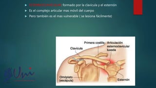  ESTERNOCLAVICULAR: formado por la clavícula y el esternón
 Es el complejo articular mas móvil del cuerpo
 Pero también es el mas vulnerable ( se lesiona fácilmente)
 