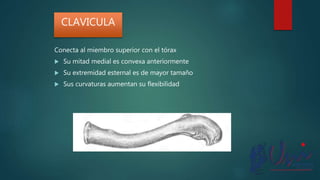 Conecta al miembro superior con el tórax
 Su mitad medial es convexa anteriormente
 Su extremidad esternal es de mayor tamaño
 Sus curvaturas aumentan su flexibilidad
CLAVICULA
 