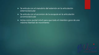  Se articula con el manubrio del esternón en la articulación
esternoclavicular
 Se articula con el acromion de la escapula en la articulación
acromioclavicular
 Actúa como puntal móvil para que todo el miembro goce de una
máxima libertad de movimiento
 