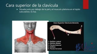 Cara superior de la clavícula
 Situada justo por debajo de la piel y el musculo platisma en el tejido
subcutáneo. Es lisa.
 