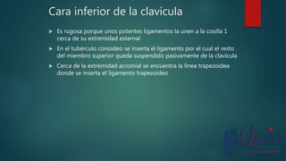 Cara inferior de la clavícula
 Es rugosa porque unos potentes ligamentos la unen a la cosilla 1
cerca de su extremidad esternal
 En el tubérculo conoideo se inserta el ligamento por el cual el resto
del miembro superior queda suspendido pasivamente de la clavícula
 Cerca de la extremidad acromial se encuentra la línea trapezoidea
donde se inserta el ligamento trapezoideo
 