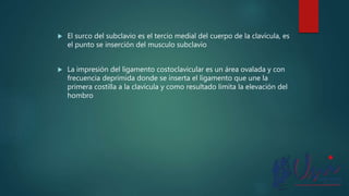  El surco del subclavio es el tercio medial del cuerpo de la clavícula, es
el punto se inserción del musculo subclavio
 La impresión del ligamento costoclavicular es un área ovalada y con
frecuencia deprimida donde se inserta el ligamento que une la
primera costilla a la clavícula y como resultado limita la elevación del
hombro
 