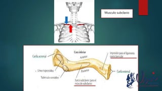 Musculo subclavio
 