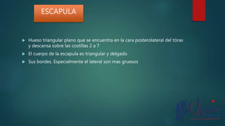  Hueso triangular plano que se encuentra en la cara posterolateral del tórax
y descansa sobre las costillas 2 a 7
 El cuerpo de la escapula es triangular y delgado
 Sus bordes. Especialmente el lateral son mas gruesos
ESCAPULA
 