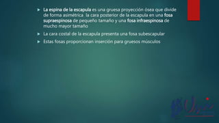  La espina de la escapula es una gruesa proyección ósea que divide
de forma asimétrica la cara posterior de la escapula en una fosa
supraespinosa de pequeño tamaño y una fosa infraespinosa de
mucho mayor tamaño
 La cara costal de la escapula presenta una fosa subescapular
 Estas fosas proporcionan inserción para gruesos músculos
 