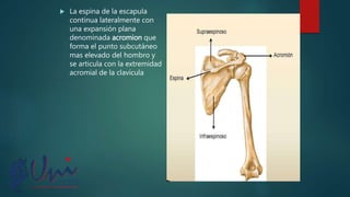  La espina de la escapula
continua lateralmente con
una expansión plana
denominada acromion que
forma el punto subcutáneo
mas elevado del hombro y
se articula con la extremidad
acromial de la clavícula
 