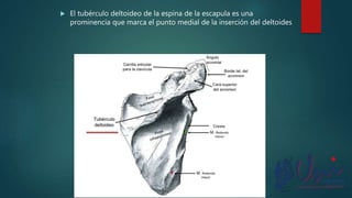  El tubérculo deltoideo de la espina de la escapula es una
prominencia que marca el punto medial de la inserción del deltoides
 
