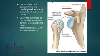  La cara lateral de la
escapula tiene una
cavidad glenoidea que se
articula con la cabeza del
humero
 La cavidad glenoidea es
una fosa poco profunda
concava y ovalada que se
orienta
anterolateralmente y en
sentido ascendente
 