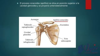  El proceso coracoides (apófisis) se sitúa en posición superior a la
cavidad glenoidea y se proyecto anterolateralmente
 