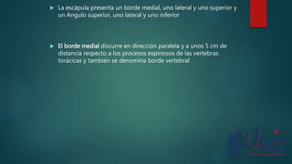  La escápula presenta un borde medial, uno lateral y uno superior y
un Angulo superior, uno lateral y uno inferior
 El borde medial discurre en dirección paralela y a unos 5 cm de
distancia respecto a los procesos espinosos de las vertebras
torácicas y también se denomina borde vertebral
 