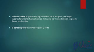  El borde lateral es parte del Angulo inferior de la escapula y se dirige
superolateralmente hacia el vértice de la axila por lo que también se puede
llamar borde axilar
 El borde superior es el mas delgado y corto
 