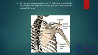  La escapula esta dotada de una considerable amplitud de
movimientos en la pared torácica gracias a la articulación
escapulotoracica
 