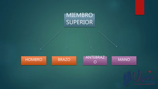 MIEMBRO
SUPERIOR
HOMBRO BRAZO
ANTEBRAZ
O
MANO
 