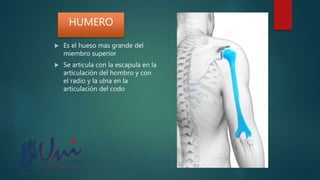  Es el hueso mas grande del
miembro superior
 Se articula con la escapula en la
articulación del hombro y con
el radio y la ulna en la
articulación del codo
HUMERO
 