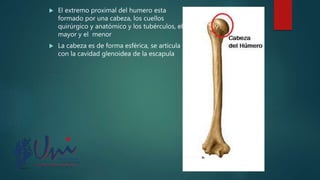  El extremo proximal del humero esta
formado por una cabeza, los cuellos
quirúrgico y anatómico y los tubérculos, el
mayor y el menor
 La cabeza es de forma esférica, se articula
con la cavidad glenoidea de la escapula
 