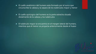  El cuello anatómico del humero esta formado por el surco que
circunscribe la cabeza y la separa de los tubérculos mayor y menor
 El cuello quirúrgico del humero es la parte estrecha situada
distalmente de la cabeza y los tubérculos
 El tubérculo mayor se encuentra en el margen lateral del humero,
mientras que el menor se proyecta anteriormente desde el hueso
 