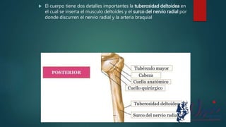  El cuerpo tiene dos detalles importantes la tuberosidad deltoidea en
el cual se inserta el musculo deltoides y el surco del nervio radial por
donde discurren el nervio radial y la arteria braquial
 