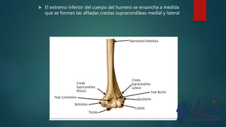  El extremo inferior del cuerpo del humero se ensancha a medida
que se forman las afiladas crestas supracondileas medial y lateral
 