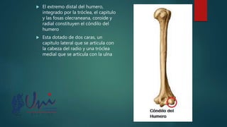 El extremo distal del humero,
integrado por la tróclea, el capitulo
y las fosas olecraneana, coroide y
radial constituyen el cóndilo del
humero
 Esta dotado de dos caras, un
capitulo lateral que se articula con
la cabeza del radio y una tróclea
medial que se articula con la ulna
 