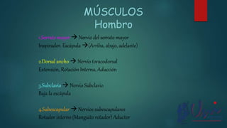 MÚSCULOS
Hombro
1.Serrato mayor  Nervio del serrato mayor
Inspirador. Escápula (Arriba, abajo, adelante)
2.Dorsal ancho  Nervio toracodorsal
Extensión, Rotación Interna, Aducción
3.Subclavio  Nervio Subclavio
Baja la escápula
4.Subescapular  Nervios subescapulares
Rotador interno (Manguito rotador) Aductor
 