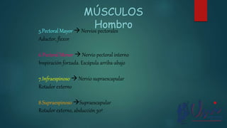 5.Pectoral Mayor  Nervios pectorales
Aductor, flexor
6.Pectoral Menor  Nervio pectoral interno
Inspiración forzada. Escápula arriba-abajo
7.Infraespinoso  Nervio supraescapular
Rotador externo
8.Supraespinoso Supraescapular
Rotador externo, abducción 30º
MÚSCULOS
Hombro
 
