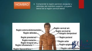  Comprende la región pectoral, escapular y
deltoides del miembro superior, y la parte
lateral de la región cervical lateral
HOMBRO
 
