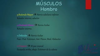 9.Redondo Mayor  Nervio subclavio inferior
Rotador interno, aductor
10.Redondo Menor  Nervio Axilar
Rotador externo.
11.Deltoides  Nervio Axilar
Fasc.: Post. Extensor, Ant. Flexor, Med. Abductor
12.Trapecio  XI par craneal
Escápula arriba, abajo. Extensor de la cabeza
MÚSCULOS
Hombro
 