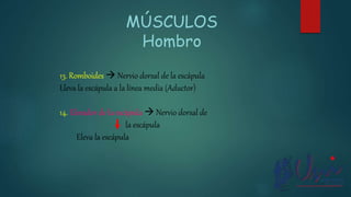 13. Romboides  Nervio dorsal de la escápula
Lleva la escápula a la línea media (Aductor)
14. Elevador de la escápula  Nervio dorsal de
la escápula
Eleva la escápula
MÚSCULOS
Hombro
 