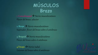 1. Coracobraquial Nervio musculocutáneo
Flexor del brazo, aductor
2. Bíceps  Nervio musculocutáneo
Supinador, flexor del brazo sobre el antebrazo
3. Braquial Nervio musculocutáneo
Flexor del brazo sobre el antebrazo
4.Tríceps  Nervio radial
Extensor del brazo sobre el antebrazo
MÚSCULOS
Brazo
 