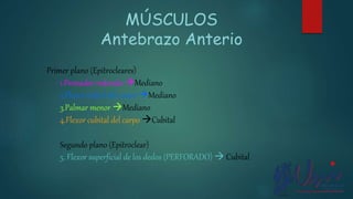Primer plano (Epitrocleares)
1.Pronador redondo Mediano
2.Flexor radial del carpo Mediano
3.Palmar menor Mediano
4.Flexor cubital del carpo Cubital
Segundo plano (Epitroclear)
5. Flexor superficial de los dedos (PERFORADO)  Cubital
MÚSCULOS
Antebrazo Anterio
 